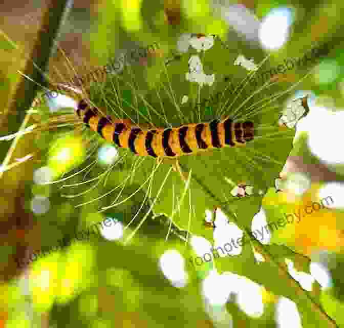 A Caterpillar On A Leaf From Caterpillar To Butterfly (Let S Read And Find Out Science 1)