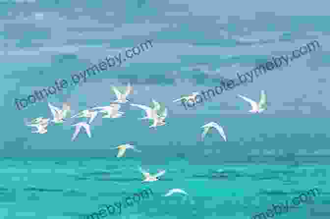 A Flock Of Seabirds Soaring Above American Pilot Island, Showcasing The Island's Importance As A Nesting Ground. Selected Plays 1999 2009: San Diego Outlying Islands Pyrenees The American Pilot Being Norwegian Kyoto Brewers Fayre