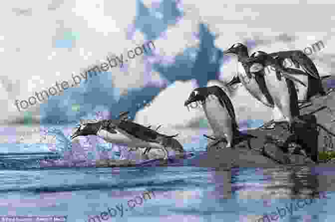 A Group Of Penguins Swimming Through The Icy Waters Of Antarctica Penguins (Step Into Reading) David Salomon