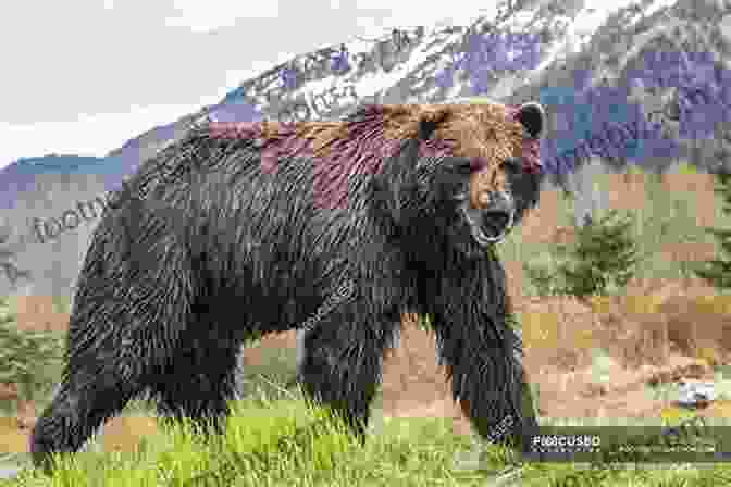 A Majestic Grizzly Bear Surveys Its Surroundings From A Rugged Mountaintop. Steller S Island: Adventures Of A Pioneer Naturalist In Alaska