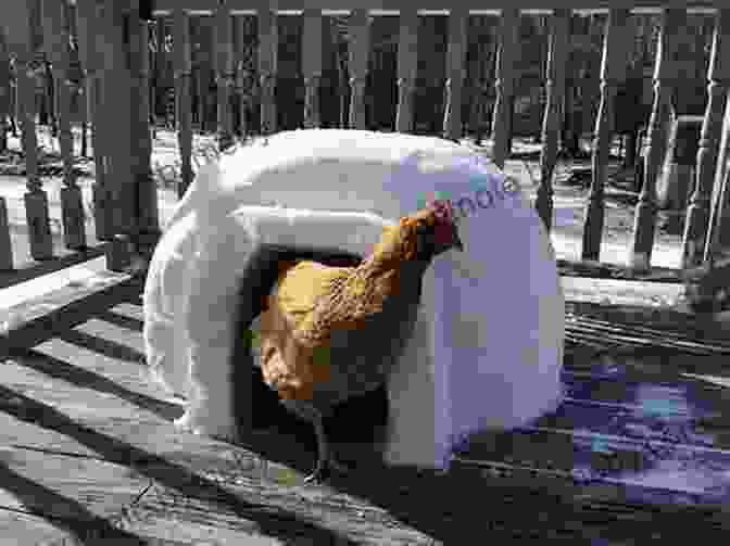 A Parrot Sitting On An Igloo The Parrot And The Igloo: Climate And The Science Of Denial