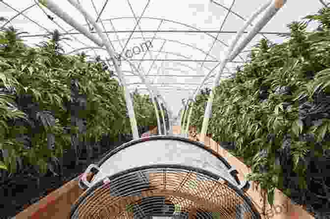 A Photo Of A Cannabis Plant Being Grown In A Greenhouse. Branding Bud: The Commercialization Of Cannabis