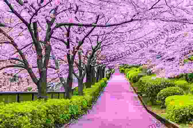 A Picturesque Scene Of Cherry Blossoms In Full Bloom In Japan, Evoking The Beauty And Tranquility Of The Far East. East Is A Big Bird: Navigation And Logic On Puluwat Atoll