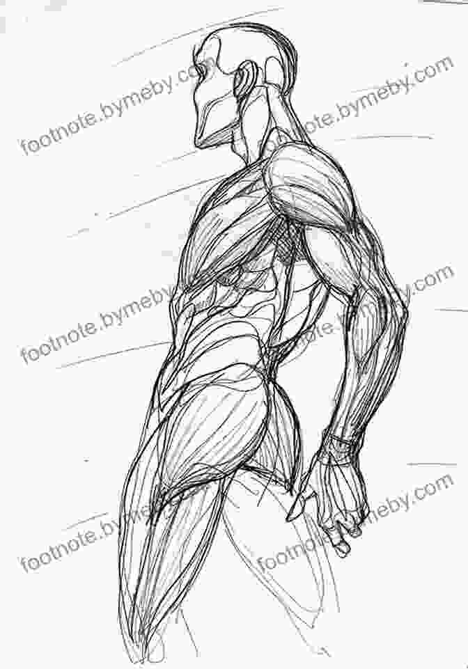 Annotated Figure Drawing Pose Highlighting The Anatomical Structure Of The Human Body Art Models AnaRebecca002: Figure Drawing Pose Reference (Art Models Poses)