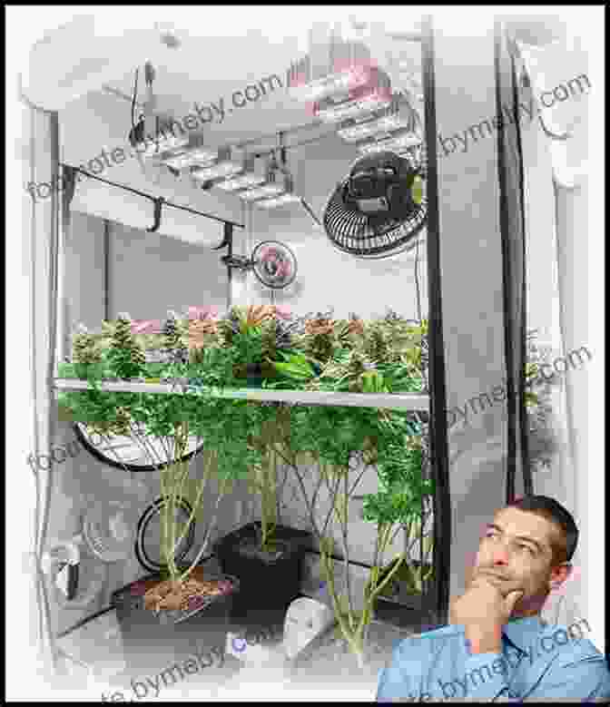 Cannabis Plants In A Grow Tent Green: A Field Guide To Marijuana