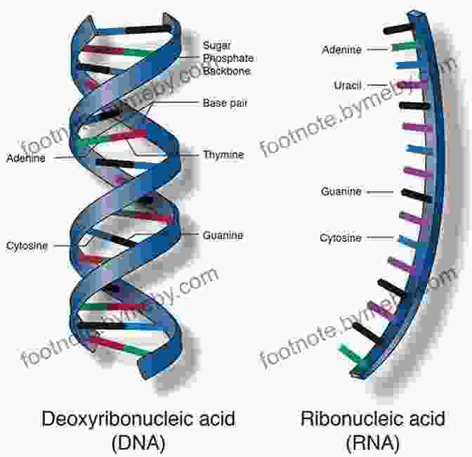 Carbon, The Backbone Of Life, Forming The Structure Of Proteins, Nucleic Acids, And Carbohydrates Symphony In C: Carbon And The Evolution Of (Almost) Everything