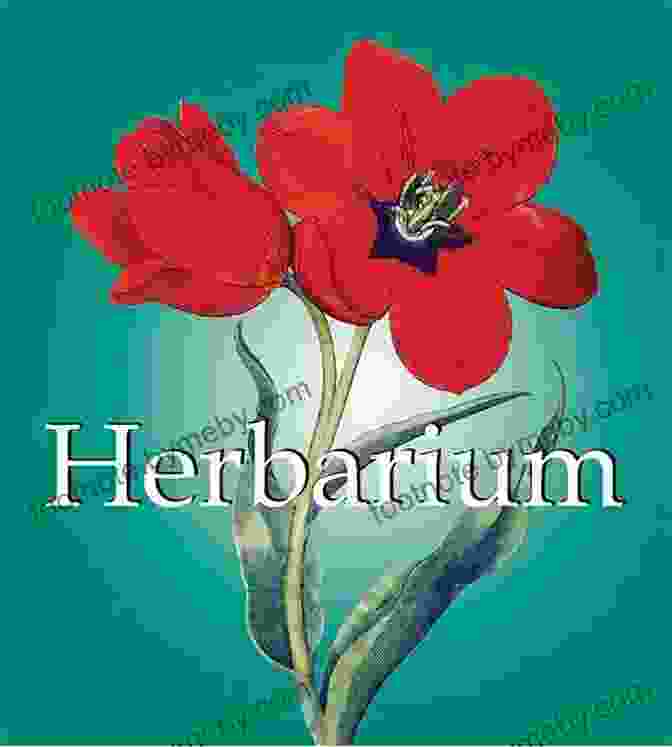 Herbarim Mega Square Book Cover Featuring An Array Of Botanical Illustrations Herbarim (Mega Square) Stefhen F D Bryan