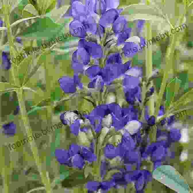 Indigo Plant With Blue Flowers Indigo Impressions: Craft Documentation On Shibori Printing