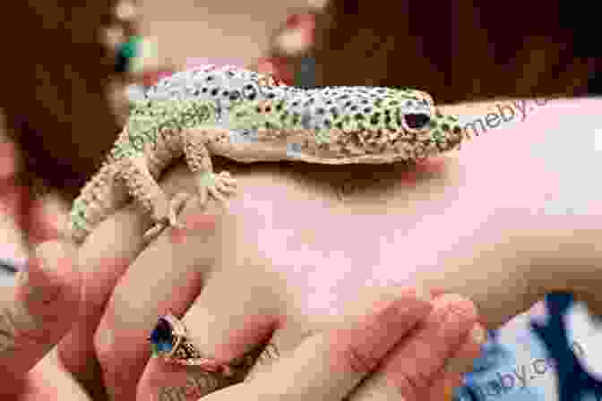 Leopard Gecko Being Held In Someone's Hand Leopard Gecko Care Guide For Beginner: Every Thing You Need To Know About Leopard Gecko