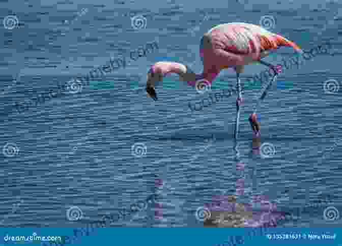 Pink Flamingos Wading In The Shallow Waters Of Lake Titicaca, Surrounded By Mountains. Welcome To The Journey: Adventure To Bolivia