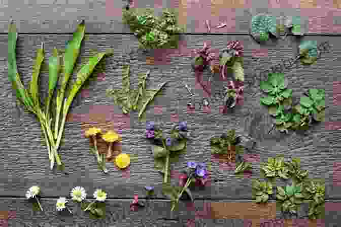 Variety Of Wild Edible Plants The Bushcraft Field Guide To Trapping Gathering And Cooking In The Wild